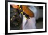 Poisonous Banded Krait Snake at Red Cross Show-W. Perry Conway-Framed Photographic Print