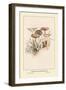 Poisonous Champignous-William Hamilton Gibson-Framed Art Print