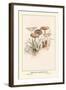 Poisonous Champignous-William Hamilton Gibson-Framed Art Print