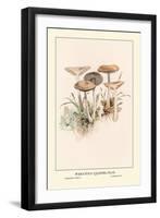 Poisonous Champignous-William Hamilton Gibson-Framed Art Print