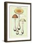 Poisonous Fungi: Fly Amanita-null-Framed Art Print