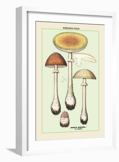 Poisonous Fungi: Fly Amanita-null-Framed Art Print