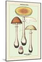 Poisonous Fungi: Fly Amanita-null-Mounted Art Print