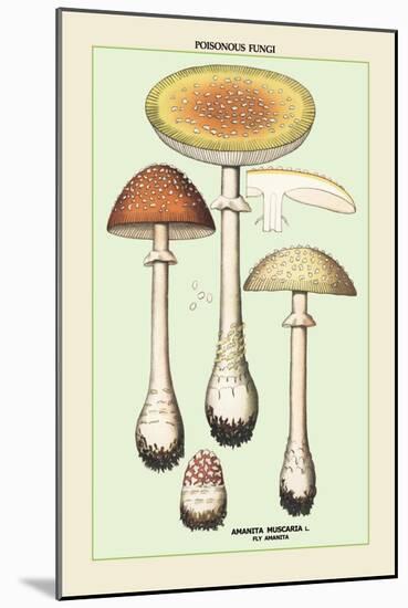 Poisonous Fungi: Fly Amanita-null-Mounted Art Print