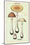 Poisonous Fungi: Fly Amanita-null-Mounted Art Print