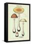 Poisonous Fungi: Fly Amanita-null-Framed Stretched Canvas