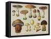 Poisonous Mushrooms-null-Framed Stretched Canvas