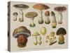 Poisonous Mushrooms-null-Stretched Canvas