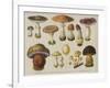 Poisonous Mushrooms-null-Framed Art Print