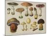 Poisonous Mushrooms-null-Mounted Art Print
