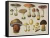 Poisonous Mushrooms-null-Framed Stretched Canvas