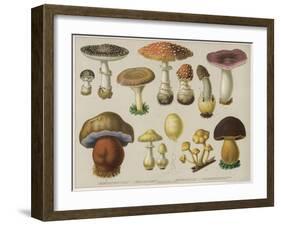 Poisonous Mushrooms-null-Framed Art Print