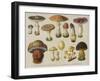 Poisonous Mushrooms-null-Framed Art Print