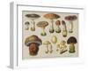 Poisonous Mushrooms-null-Framed Art Print