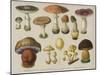 Poisonous Mushrooms-null-Mounted Art Print