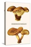 Poisonous Paxillus-Edmund Michael-Stretched Canvas