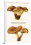 Poisonous Paxillus-Edmund Michael-Framed Art Print