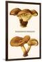 Poisonous Paxillus-Edmund Michael-Framed Art Print