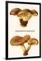 Poisonous Paxillus-Edmund Michael-Framed Art Print