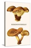 Poisonous Paxillus-Edmund Michael-Stretched Canvas