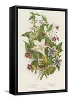 Poisonous Plants, C1885-null-Framed Stretched Canvas