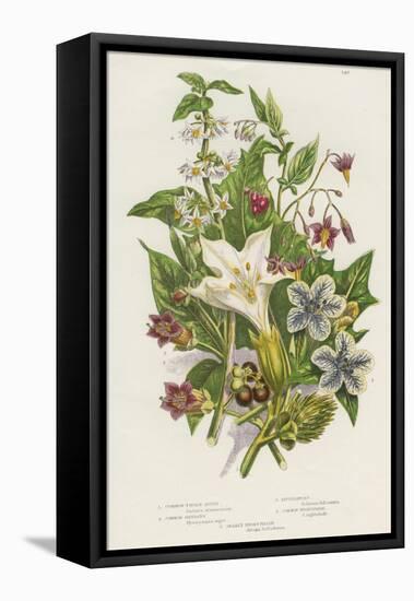 Poisonous Plants, C1885-null-Framed Stretched Canvas