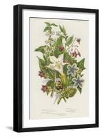 Poisonous Plants, C1885-null-Framed Giclee Print