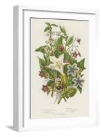 Poisonous Plants, C1885-null-Framed Giclee Print