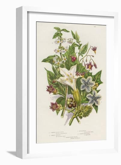 Poisonous Plants, C1885-null-Framed Giclee Print