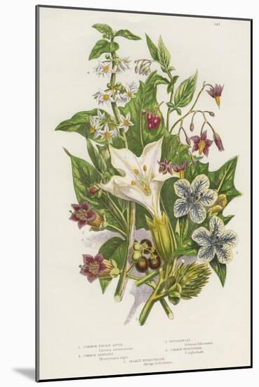 Poisonous Plants, C1885-null-Mounted Giclee Print