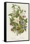 Poisonous Plants, C1885-null-Framed Stretched Canvas