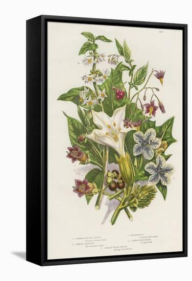 Poisonous Plants, C1885-null-Framed Stretched Canvas