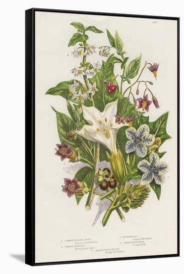 Poisonous Plants, C1885-null-Framed Stretched Canvas