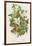 Poisonous Plants, C1885-null-Framed Giclee Print