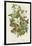 Poisonous Plants, C1885-null-Framed Giclee Print