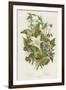 Poisonous Plants, C1885-null-Framed Giclee Print