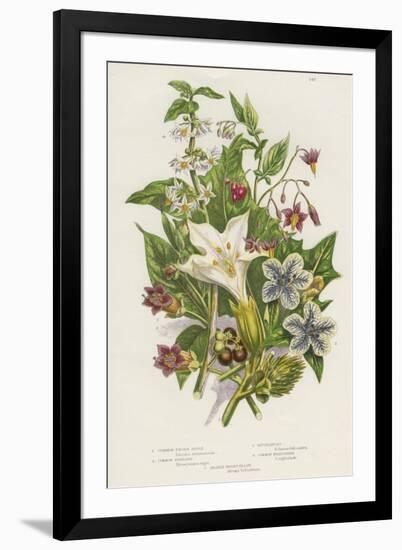 Poisonous Plants, C1885-null-Framed Giclee Print