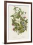 Poisonous Plants, C1885-null-Framed Giclee Print