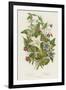 Poisonous Plants, C1885-null-Framed Giclee Print