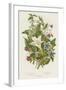 Poisonous Plants, C1885-null-Framed Giclee Print