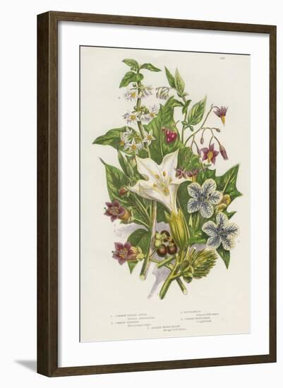 Poisonous Plants, C1885-null-Framed Giclee Print