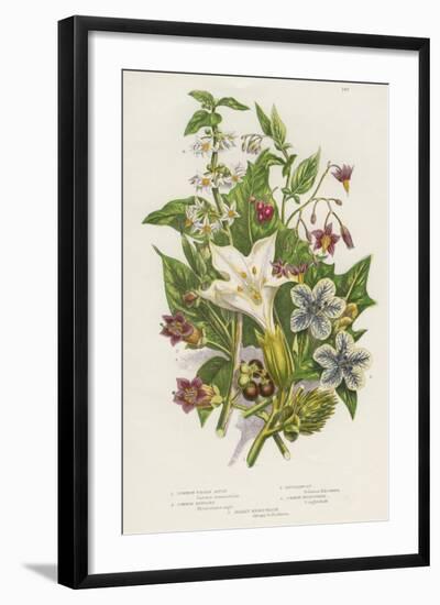 Poisonous Plants, C1885-null-Framed Giclee Print