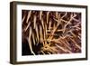 Poisonous Spines of a Crown of Thorns-Matthew Oldfield-Framed Photographic Print