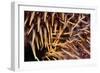 Poisonous Spines of a Crown of Thorns-Matthew Oldfield-Framed Photographic Print