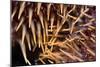 Poisonous Spines of a Crown of Thorns-Matthew Oldfield-Mounted Photographic Print
