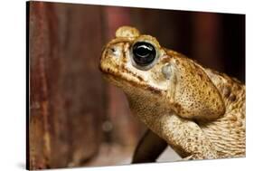Poisonous Toad in Costa Rica-Paul Souders-Stretched Canvas