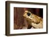 Poisonous Toad in Costa Rica-Paul Souders-Framed Photographic Print