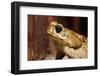 Poisonous Toad in Costa Rica-Paul Souders-Framed Photographic Print