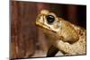Poisonous Toad in Costa Rica-Paul Souders-Mounted Photographic Print
