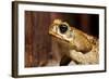 Poisonous Toad in Costa Rica-Paul Souders-Framed Photographic Print